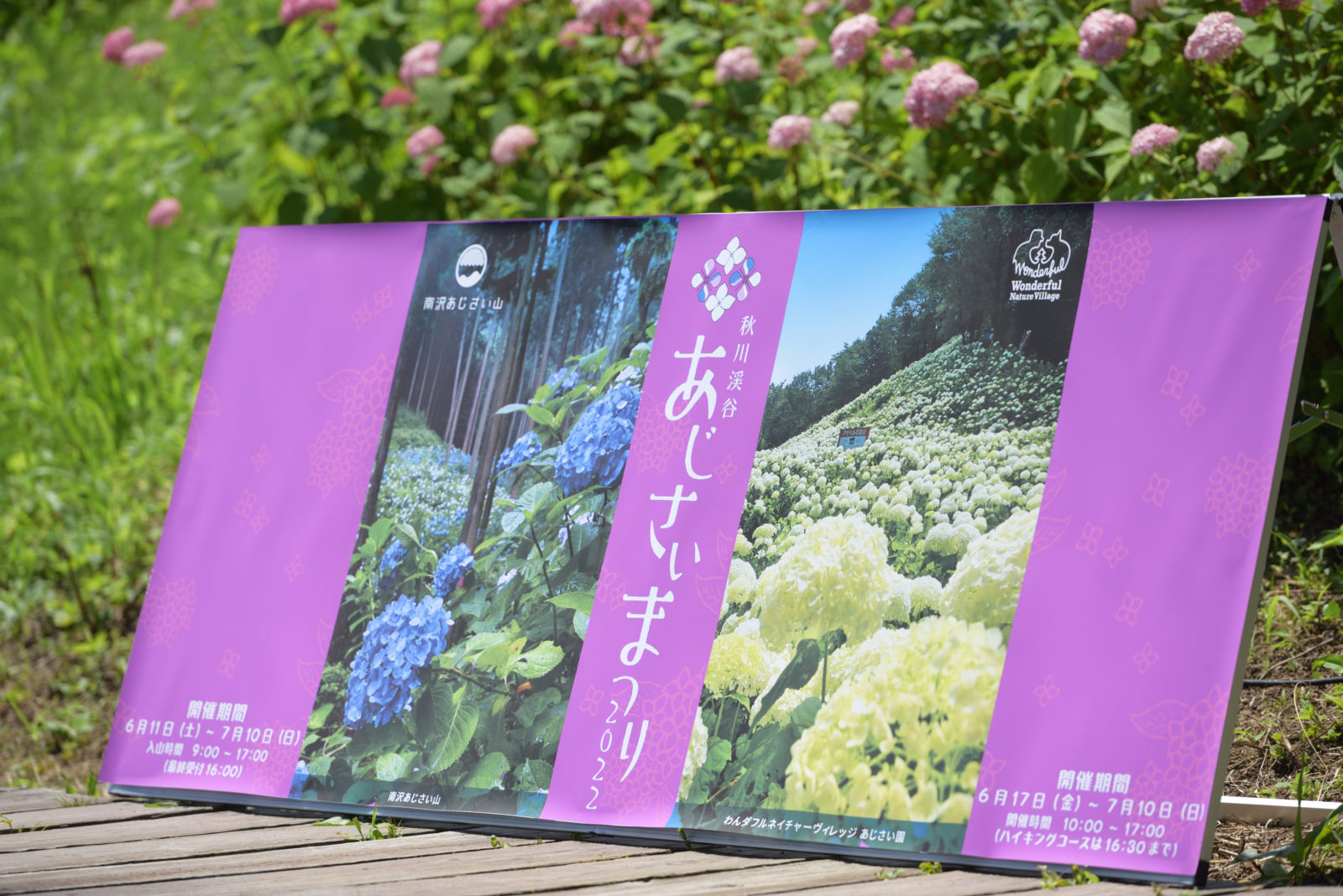祭り があじさい山と地域の文化を 守る 6 25 土 100 万本のアジサイ音楽祭 ソラリズム Solarism